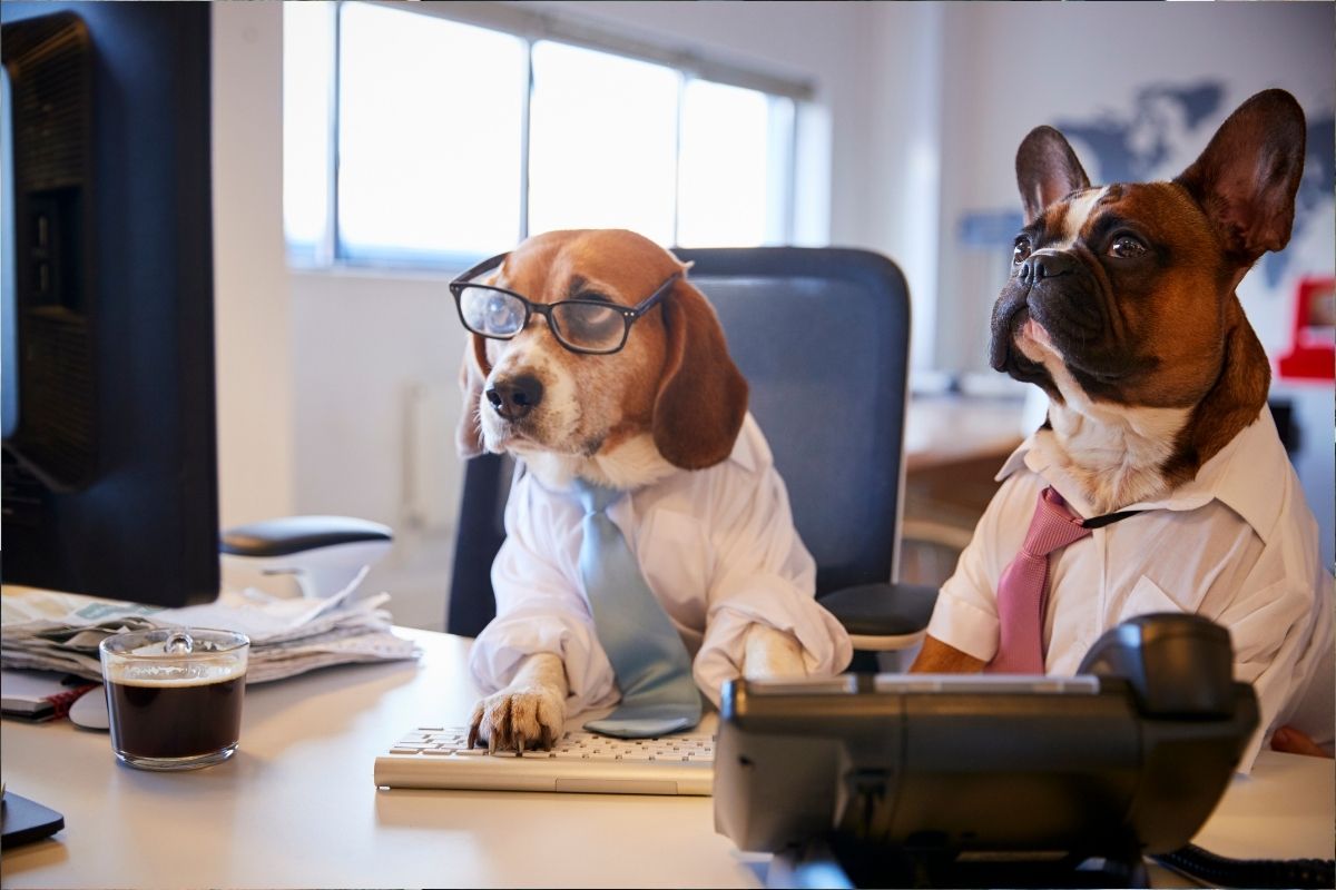 Peut on venir avec son chien au travail